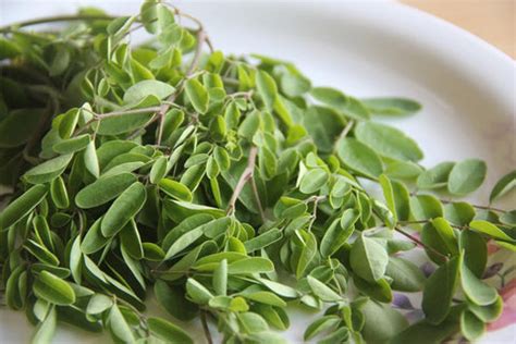 Malunggay: 12 Benefits You Need to Know .